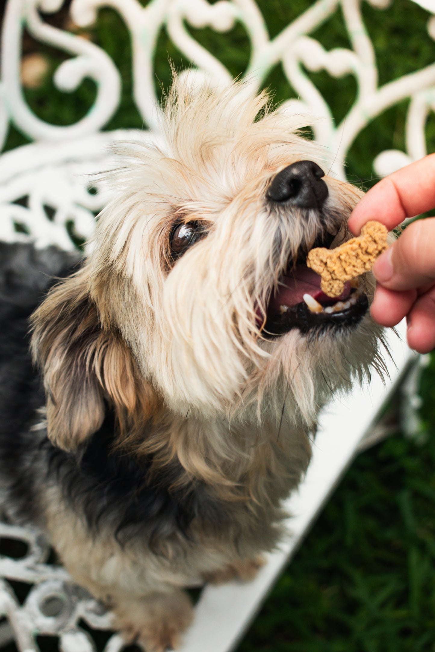 Greenpaws®: Pack de 12